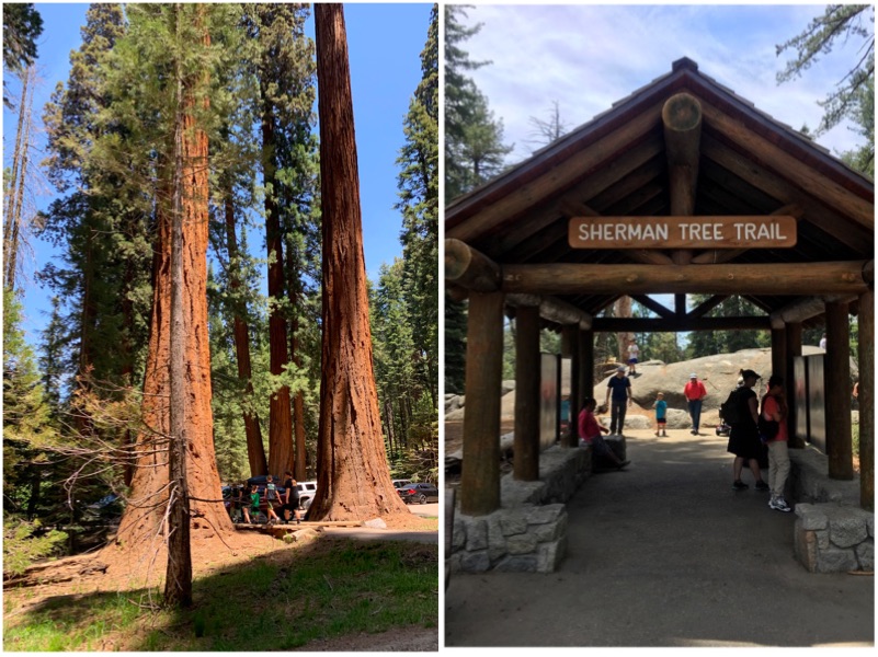 ShermanTreeSequoiajpg - Sequoia National Park 24 Hour Travel Guide
